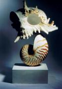 Nautilus von Muschelbart